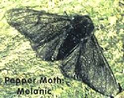 Moth 