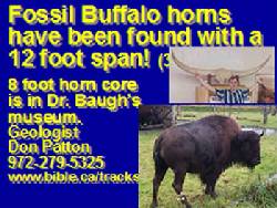 Fossilised Buffalo Horns 