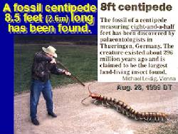 Centipede Fossil 