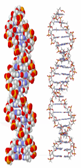 DNA Helix Structure