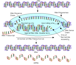 DNA to RNA Messaging